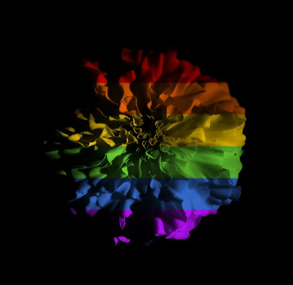 LGBTQ pride rainbow colours within a flower